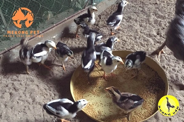 Gà chọi con 2 tuần tuổi khỏe mạnh, đã được làm vaxin đầy đủ